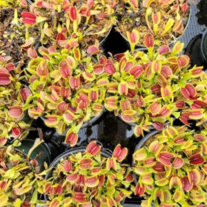 Giant Venus Flytrap Plant Live, High Yield Dionaea Muscipula Cultivar