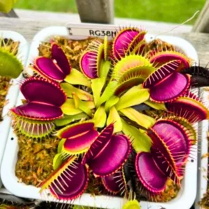 Giant Venus Flytrap RG38N Live Plant - Dionaea Muscipula Cultivar