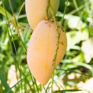 Grafted Mango Tree - Sweet Mango Variety - Live Plant 3 ft - 3 Gallon Pot