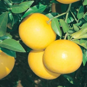 Grafted Pomelo Tree Live 3Ft - Citrus Fruit Tree Plant - Ready to Grow