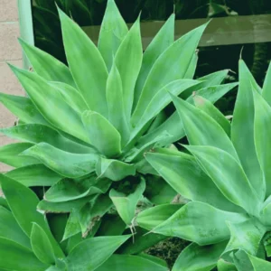 Green Foxtail Agave Live Plant - 4 Inch Pot Succulent - 7-8 Inches Tall