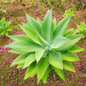 Green Foxtail Agave Plant 4" Pot Live Succulent Indoor Outdoor