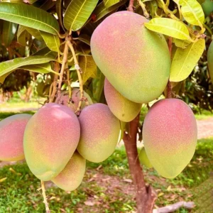 Green Yellow Red Mango