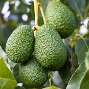 Hass Avocado Tree Live Plant 8-16 Inch Well-Rooted Fruit Tree