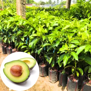 Hass Avocado Tree: Live Plant in Pot - 8-16 Inch - No CA Shipping