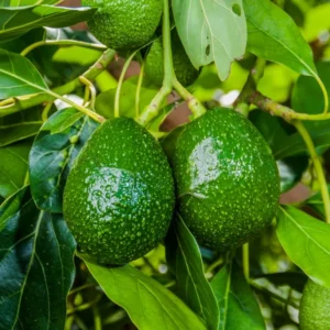 Hass Avocado Tree Plant - 2 Large Potted Trees, 8-12 Inches, Fruit Tree