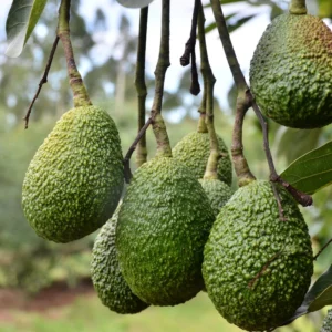Hass Avocado Tree Plant Pack - Live Trees 8-12 Inches - Cold Hardy