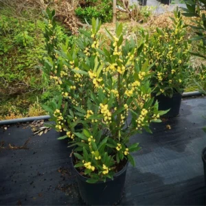 Laurus Nobilis Live Bay Leaf Tree - 3-4 Ft Sweet Bay Leaf Plant