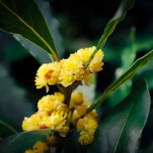 Laurus Nobilis Plant 3-4 Ft Live Bay Leaf Tree - Culinary Herb Garden Essential