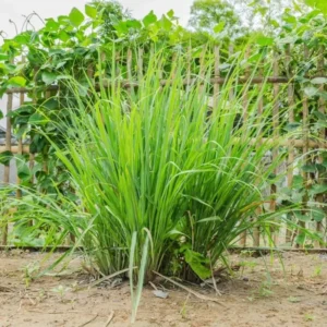 Lemongrass Plants Set of 3 Live Lemon Grass Herb 4-7 Inches