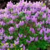 Lilac Bush - Fragrant Purple Flowering Live Plant - Garden Ready