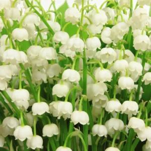 Lily of The Valley Flower Rhizomes - 5 Live Plant Roots for Early Bloom - Fragrant May Lilies