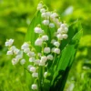 Lily of the Valley Bulbs - 10 Fragrant White Flower Bulbs - Perennial Outdoor Planting