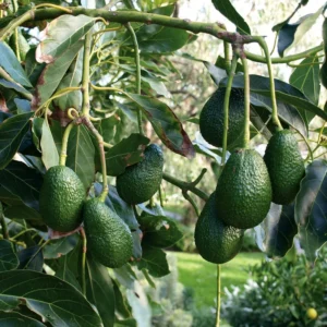 Live Avocado Tree Grafted Plant 24-36 Inches Tall Ready to Grow