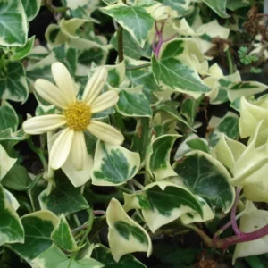 Live English Ivy Plant 4 Inch Pot - Hardy Groundcover Trailing Climbing Plants