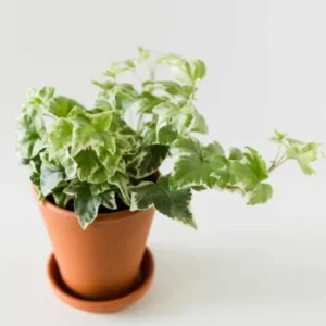 Live English Ivy Plant 4 Inch Pot - Hardy Groundcover Trailing Climbing Plants