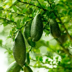 Live Finger Limes Plant - Citrus Tree - Grow Your Own Limes