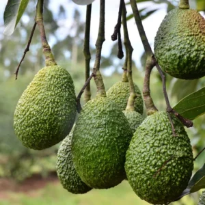 Live Grafted Avocado Tree Plant 24-36 Inches Tall Well-Rooted Avocado Trees