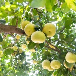 Live Grafted Pomelo Tree - 3 Feet Tall - Fruit Tree Plant