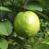 Live Guava Tree - Well-Rooted Plant, Not for California Shipping