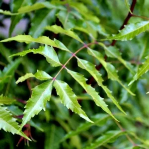 Live Neem Tree Plant, 2-3 Ft Tall - Buy Your Neem Plant Today
