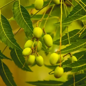 Live Neem Tree Plant, 2-3 Ft Tall - Buy Your Neem Plant Today