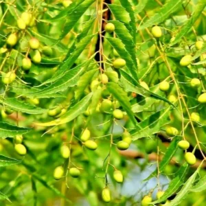 Live Neem Tree Plant - 24-36 Inch - For Natural Pest Control