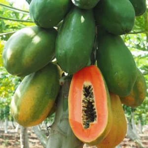 Live Papaya Tree Plant - 24-36 Inch Tall Tropical Fruit Tree - Ready to Grow