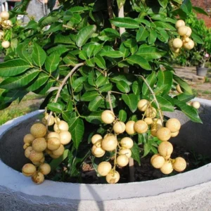 Longan Tree Live Plant - 2-3 Ft Fruit Tree in Pot - Ready to Grow