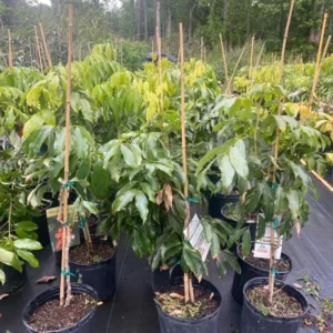 Lychee Fruit Tree - Live Plant 24-36 Inch Tall for Home Growing