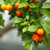 Mandarin Tree Grafted Live Citrus Tree - Well-Rooted Mandarin Tree