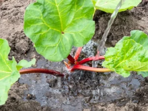 Overwatering Rhubarb Plants when growing Rhubarb