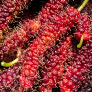 Pakistan Mulberry Tree Live Plant - 24-36 Inches Tall Fruit Tree
