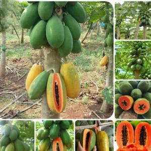 Papaya Tree Live Plant - 24 to 36 Inch Tall Papaya Fruit Tree