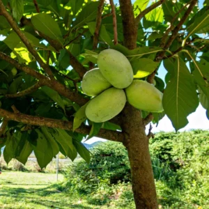 Pawpaw Tree Live Plant - Hardy Fruit Tree - 8-12 Inches - Garden & Patio