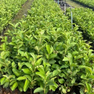 Pink Guava Tree - 8-Month-Old Guava Plant 4-9 Inches - Fruit Tree