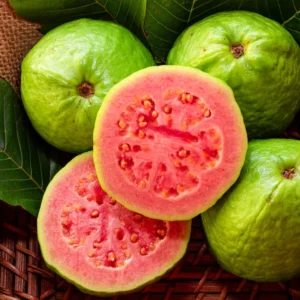 Pink Guava Tree Live Plant - Tropical Fruit Tree 4-8'' Tall - Outdoor Planting