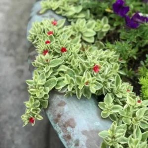 Pink Ice Plant Variegated Baby Sun Rose 2'' Pot Trailing Succulent Ground Cover