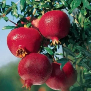 Pomegranate Tree Live Plant - 24-36 Inch Pomegranate Bush - Ready to Grow