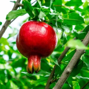 Pomegranate Tree Live Plant - 24-36 Inch Pomegranate Bush - Ready to Grow