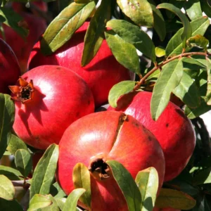Pomegranate Tree Plant Live - 24-36 Inch Pomegranate Tree Bush