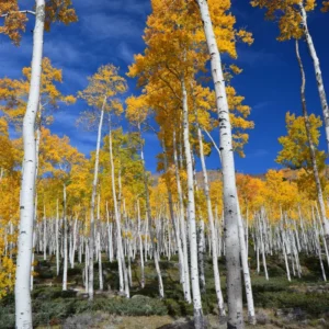 Quaking Aspen Tree: Yellow Aspen Bare Root Seedlings 18-22 Inch for Outdoor Planting