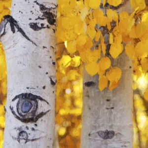 Quaking Aspen Tree: Yellow Aspen Bare Root Seedlings 18-22 Inch for Outdoor Planting