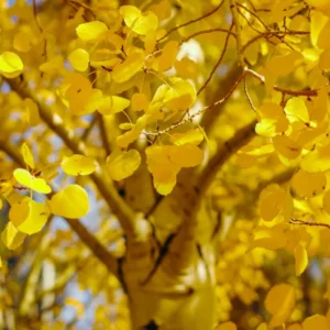 Quaking Aspen Tree: Yellow Aspen Bare Root Seedlings 18-22 Inch for Outdoor Planting
