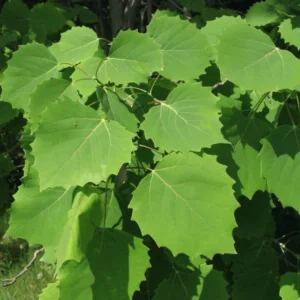 Quaking Aspen Tree: Yellow Aspen Bare Root Seedlings 18-22 Inch for Outdoor Planting