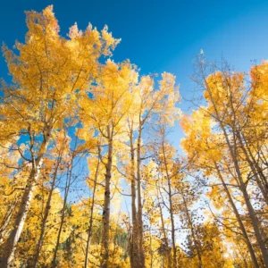 Quaking Aspen Tree: Yellow Aspen Bare Root Seedlings 18-22 Inch for Outdoor Planting