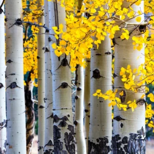 Quaking Aspen Trees Live Plants - 2 Aspen Tree Seedlings 10-14 Inch Deciduous Ornamental Tree