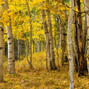 Quaking Aspen Trees Live Plants - 2 Aspen Tree Seedlings 10-14 Inch Deciduous Ornamental Tree