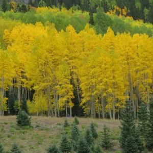 Quaking Aspen Trees Live Plants - 2 Aspen Tree Seedlings 10-14 Inch Deciduous Ornamental Tree