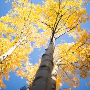 Quaking Aspen Trees Live Plants - 2 Aspen Tree Seedlings 10-14 Inch Deciduous Ornamental Tree